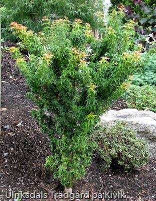 Acer palmatum 'Koto hime'